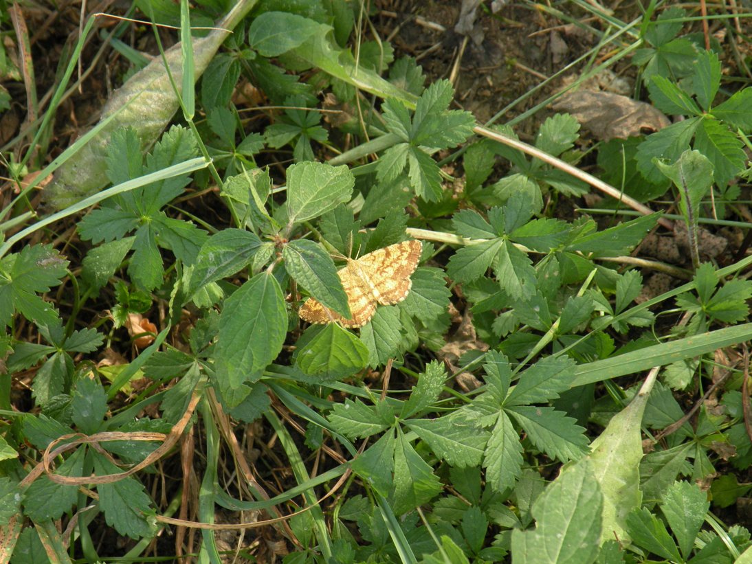 farfalla da identificare - Ematurga atomaria